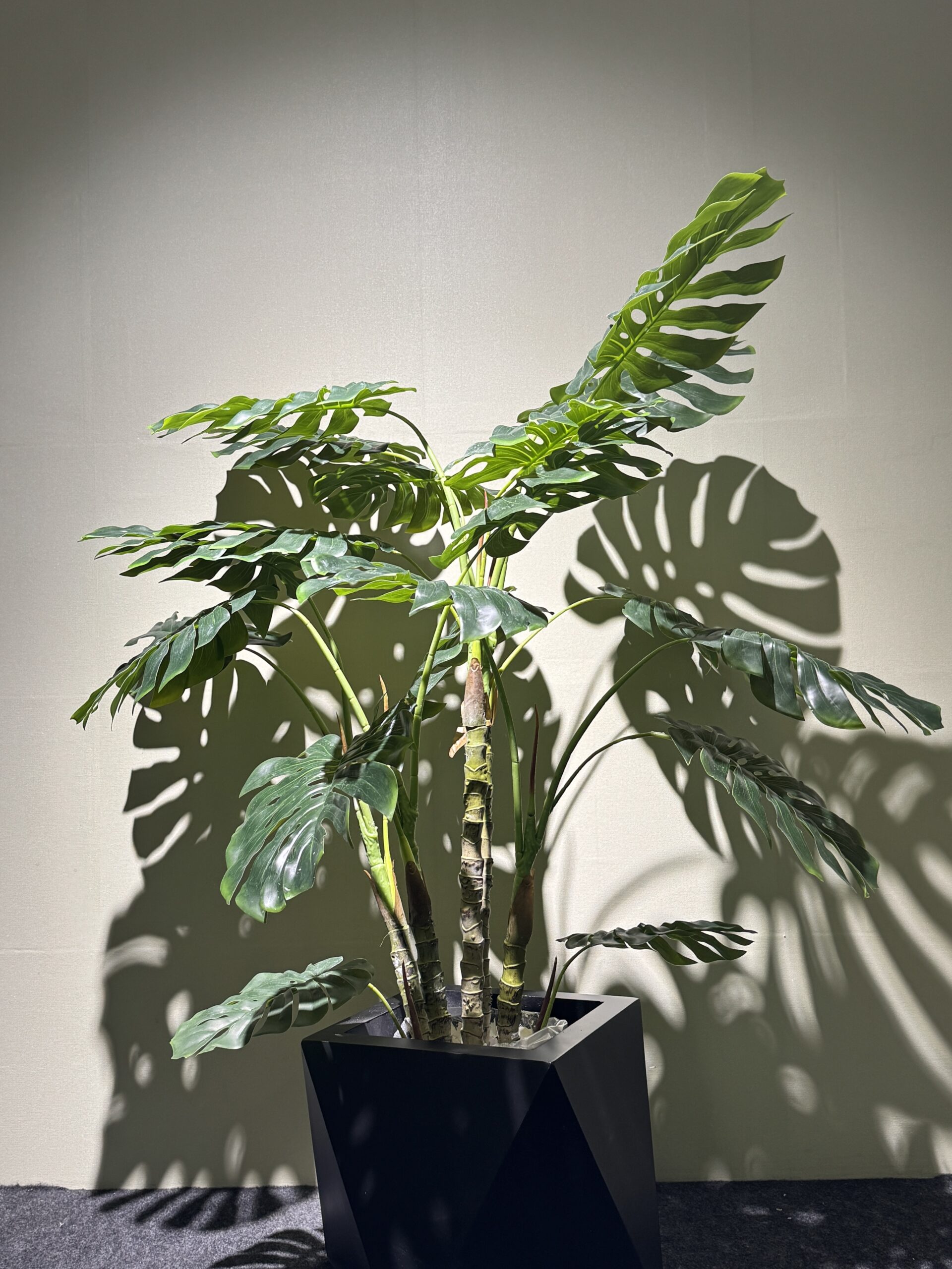 درختچه برگ انجیری – ارتفاع 140 cm – کد 0995