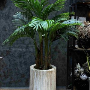 کنتیا 5 تنه 150 cm