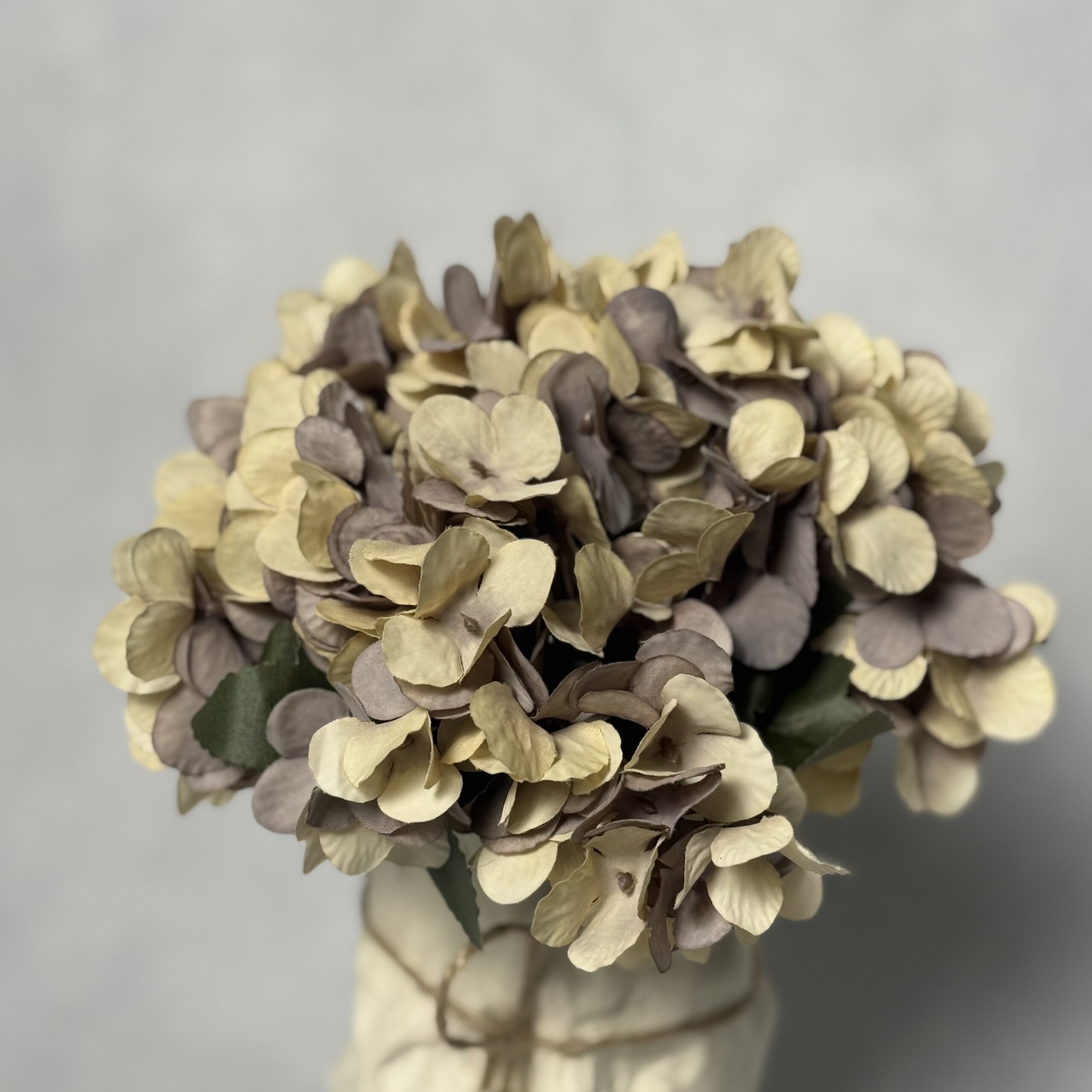 بوته ای هرتانسیا