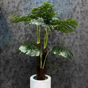 انجیری 3 تنه 160 cm - کد 6111