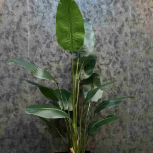 نیکولای 13 برگ
