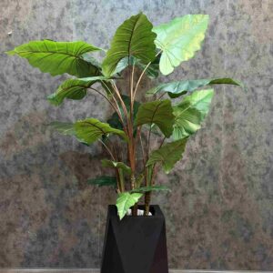 بابا ادم بوته ایی 160 cm