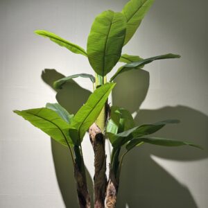 درختچه موز سه تنه - 150cm-کد 0988