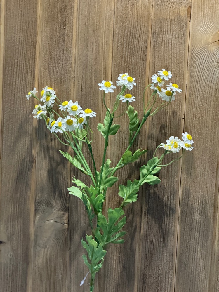 بابونه شاخه ای